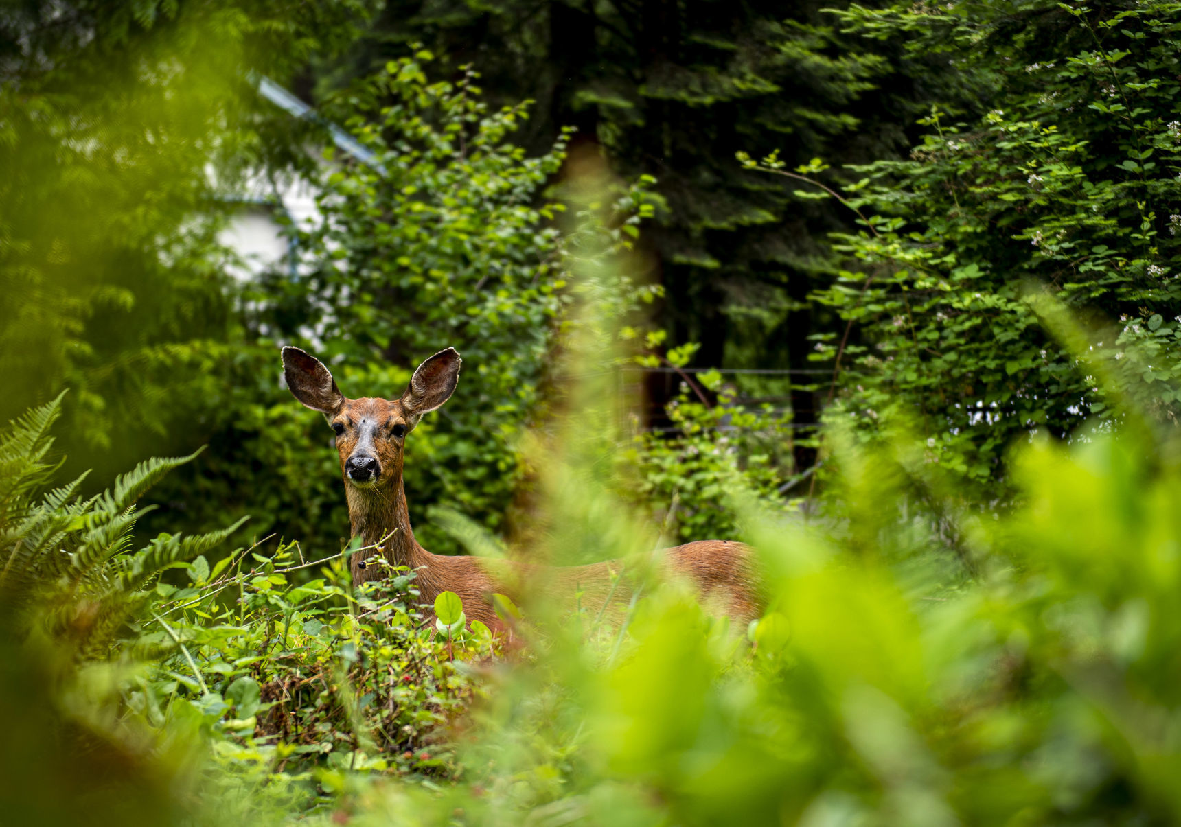 A curious critter